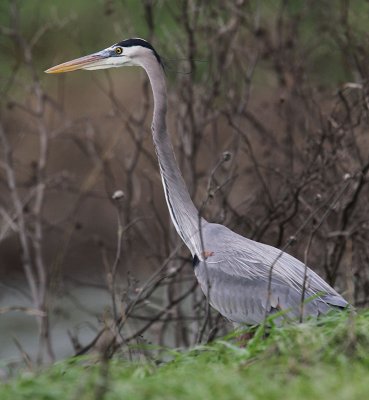 heron-greatblue1800-800.jpg