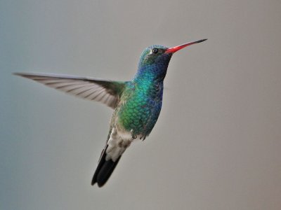 hummingbird-broadbilled5068-1024.jpg