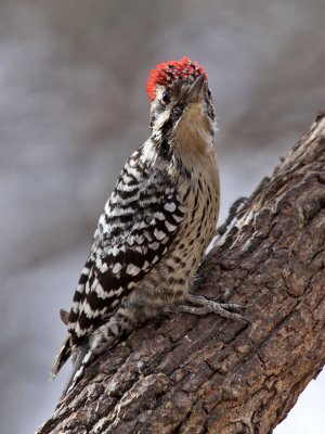 woodpecker-ladderbacked9445-800.jpg