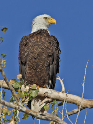 eagle-bald7002-1024.jpg