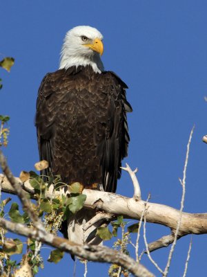 eagle-bald7025-1024.jpg