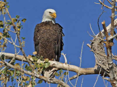 eagle-bald7027-1024.jpg