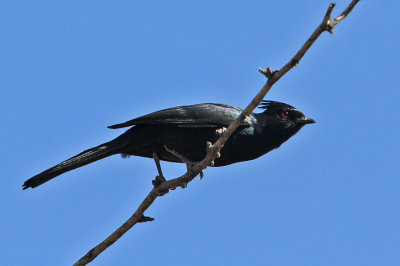 phainopepla6918-1024.jpg