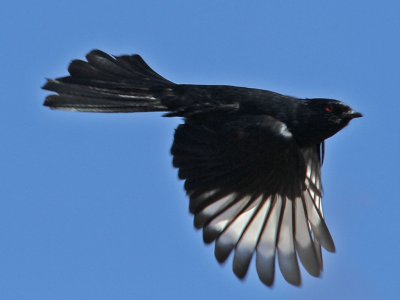 phainopepla6919-1024.jpg