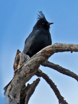 phainopepla1063-800.jpg