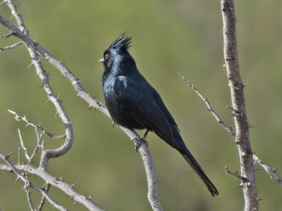 phainopepla1068-1024.jpg