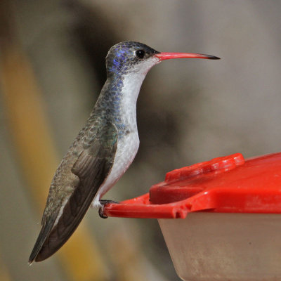 hummingbird-violetcrowned4471-800.jpg