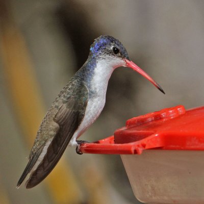 hummingbird-violetcrowned4470-800.jpg