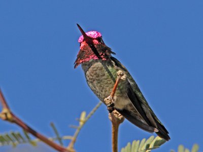 hummingbird-annas5848-1024.jpg