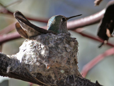hummingbird-nest6570-1024.jpg
