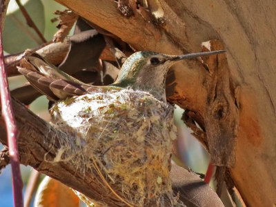 hummingbird-nest0824-800.jpg