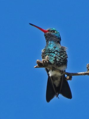 hummingbird-broadbilled0897-1024.jpg