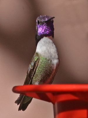 hummingbird-costas0377-800.jpg
