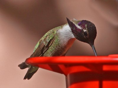 hummingbird-costas0384-800.jpg