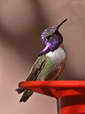 hummingbird-costas0396-800.jpg