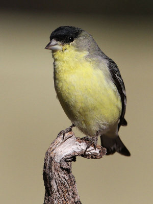 goldfinch-lesser3119-800.jpg