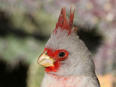 pyrrhuloxia2850-800head.jpg