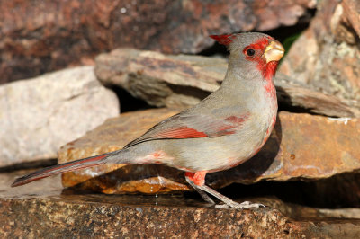 pyrrhuloxia3005-1024.jpg