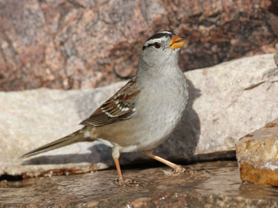 sparrow-whitecrowned3114-1024.jpg