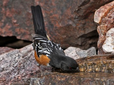 towhee-spotted3243-1024.jpg