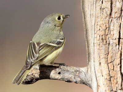 vireo-huttons3079-1024.jpg