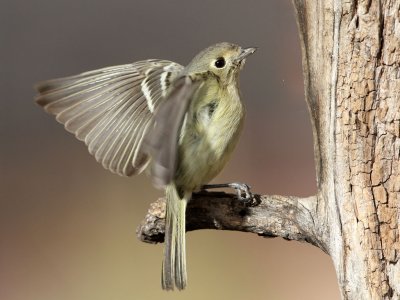 vireo-huttons3083-1024.jpg