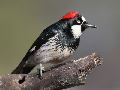 woodpecker-acorn2933-1024.jpg