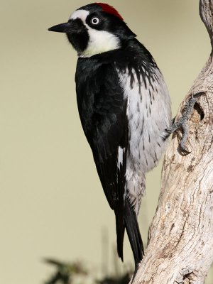 woodpecker-acorn2971-800.jpg
