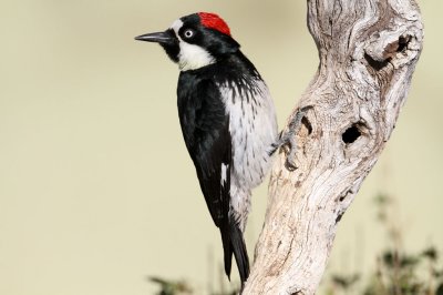 woodpecker-acorn2973-1024.jpg