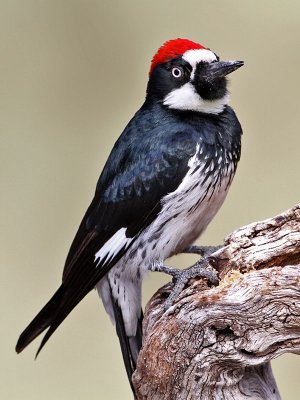 woodpecker-acorn3196-800.jpg