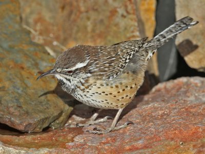 wren-cactus3050-1024.jpg