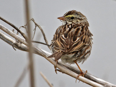 sparrow-savannah9956-1024.jpg