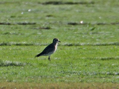 plover0458-800.jpg