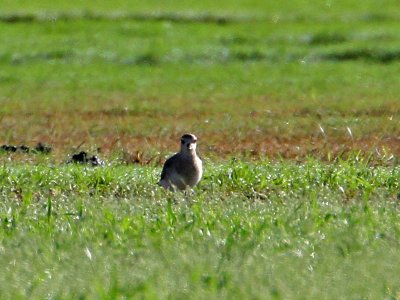 plover0466-800.jpg