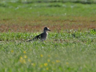 plover0470-800.jpg