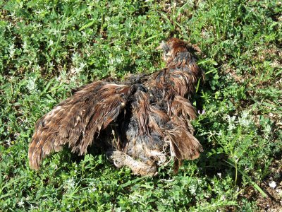 owl-dead1901-800.jpg