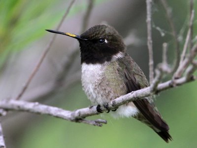 hummingbird-blackchinned2028-1024.jpg