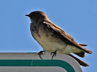 swallow-northernroughwinged1348-1024.jpg