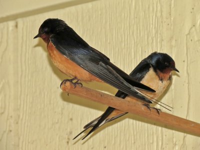 swallow-barn1794-1024.jpg