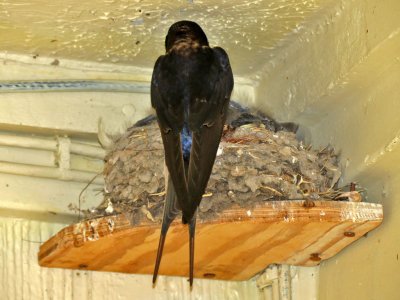swallow-barn at nest2632-1024.jpg