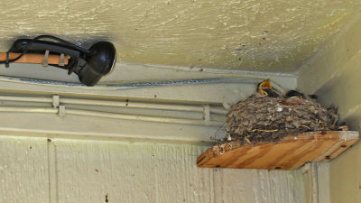 swallow-barn-nest-cam2636-1024.jpg