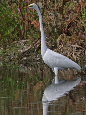 egret-great3500-800.jpg