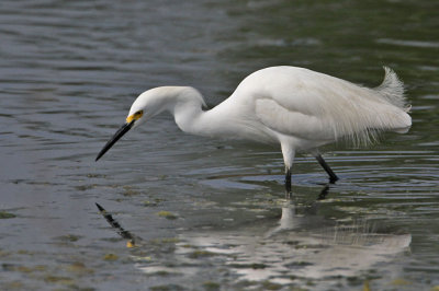 egret-snowy3491-1024.jpg
