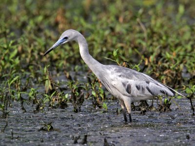 heron-littleblue3117-1024.jpg