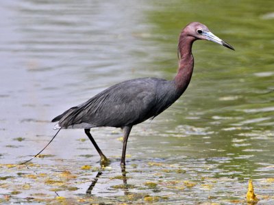 heron-littleblue3528-1024.jpg
