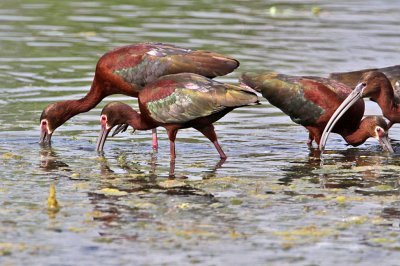 ibis3449-1024.jpg