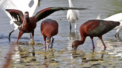 ibis-whitefaced3402-1024.jpg