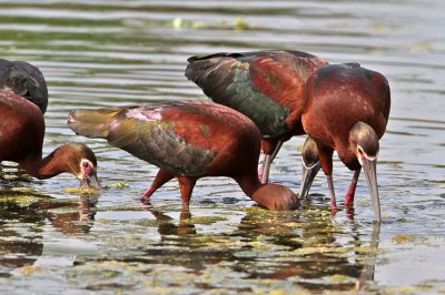 ibis-whitefaced3429-1024.jpg
