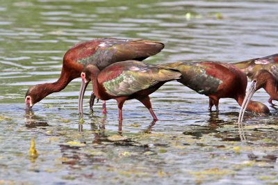ibis-white-faced3448-1024.jpg