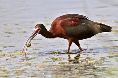 ibis-whitefaced3452-1024.jpg
